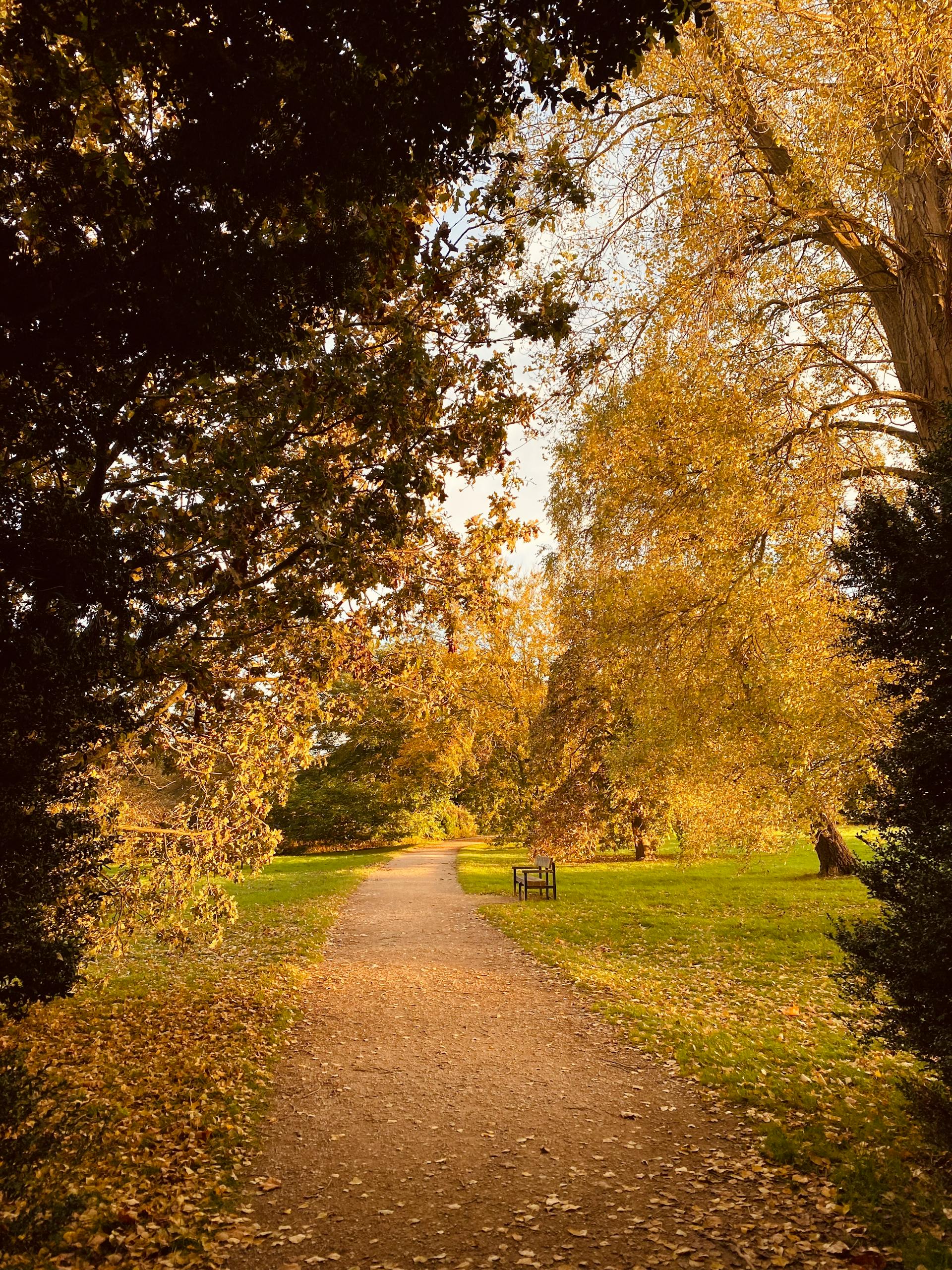 Autumnal park scene with golden leaves
